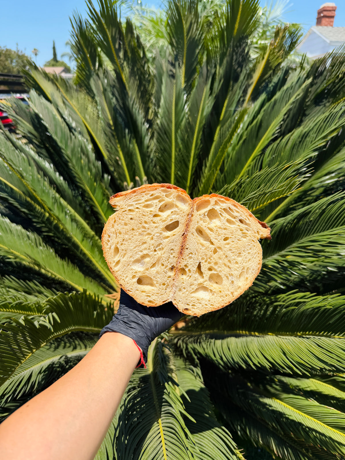 Organic Artisan Sourdough