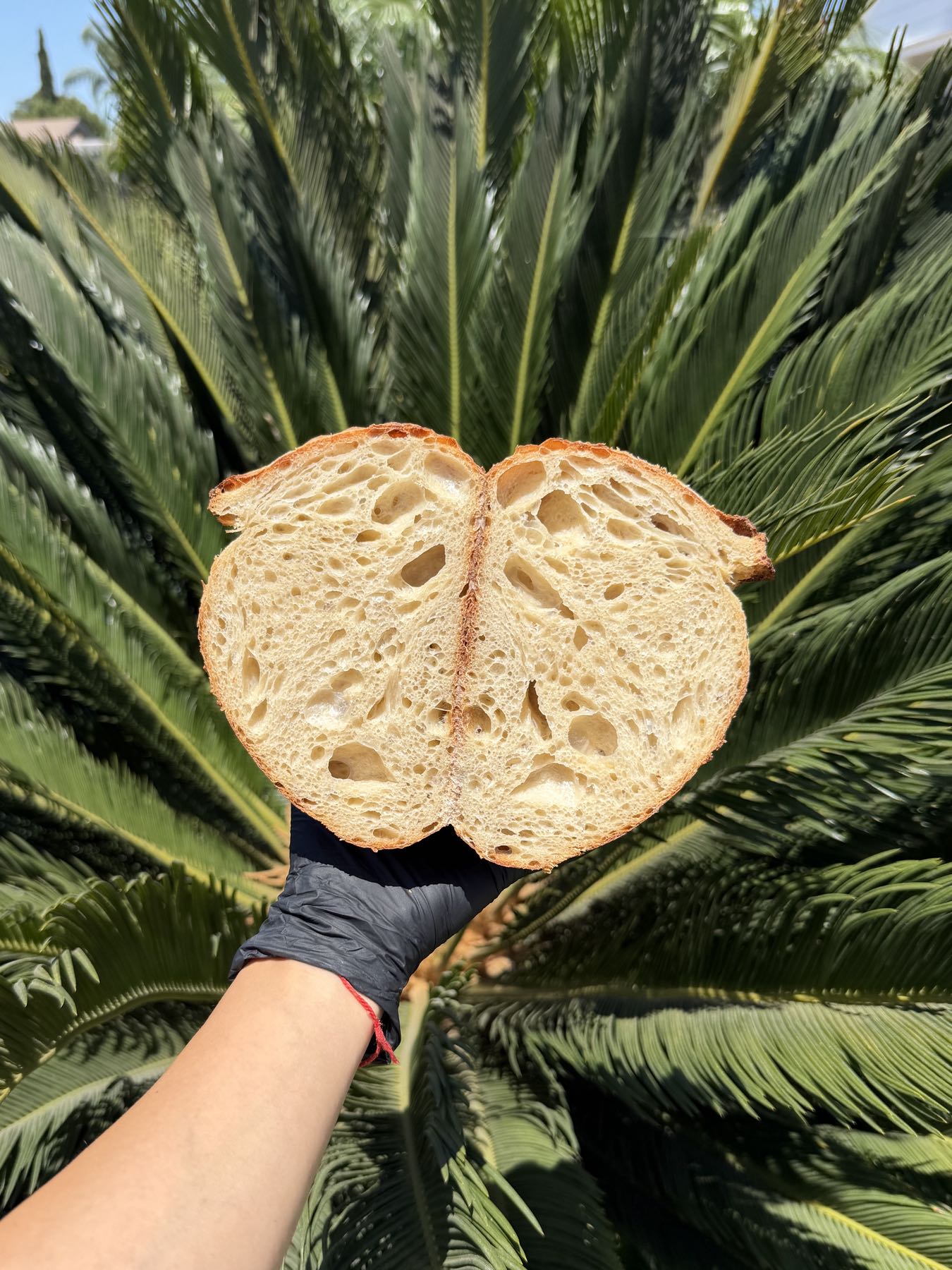 A sliced artisan sourdough loaf held in front of deep green palm leaves