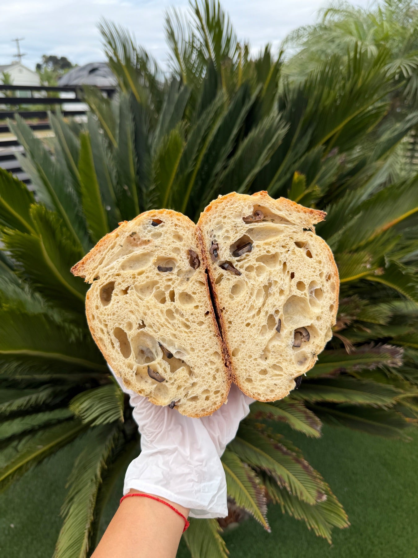 Sliced olive and rosemary sourdough held against green palm leaves